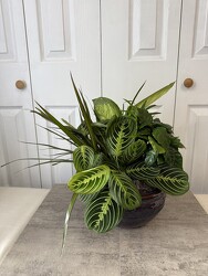 Ceramic Dish Garden 10 Inch from Aladdin's Floral in Idaho Falls